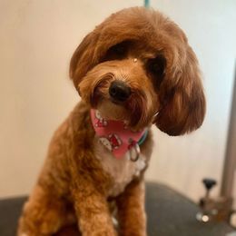 Georgia - Goldendoodle