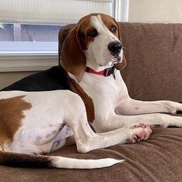 American Foxhounds, Redbone Coonhounds, and Treeing Walker Coonhounds from Lost Heritage Hounds