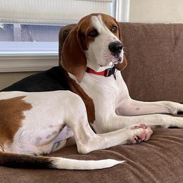 American Foxhounds, Redbone Coonhounds, and Treeing Walker Coonhounds from Lost Heritage Hounds