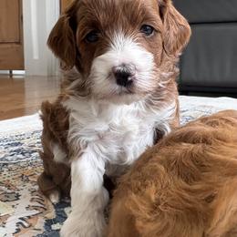 Raya - Red  female Goldendoodle puppy in Berlin, Ohio from Doodle Babys