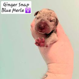 Ginger Snap - Merle female Great Dane puppy in Bay Shore, New York from Gentle Giant Companions