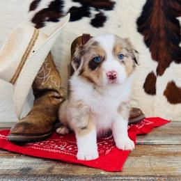 NETTIE - Red merle female Australian Shepherd puppy in Durand, Wisconsin from Larson’s Legacy Aussome Aussie Kennels