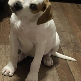 American Bulldog Puppies from Rogue Native Bulldogs