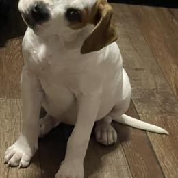 American Bulldog Puppies from Rogue Native Bulldogs