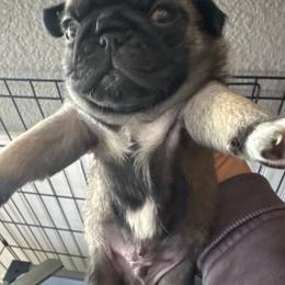 Male - Fawn female Pug puppy in Olivia, Minnesota from Holland Pugs