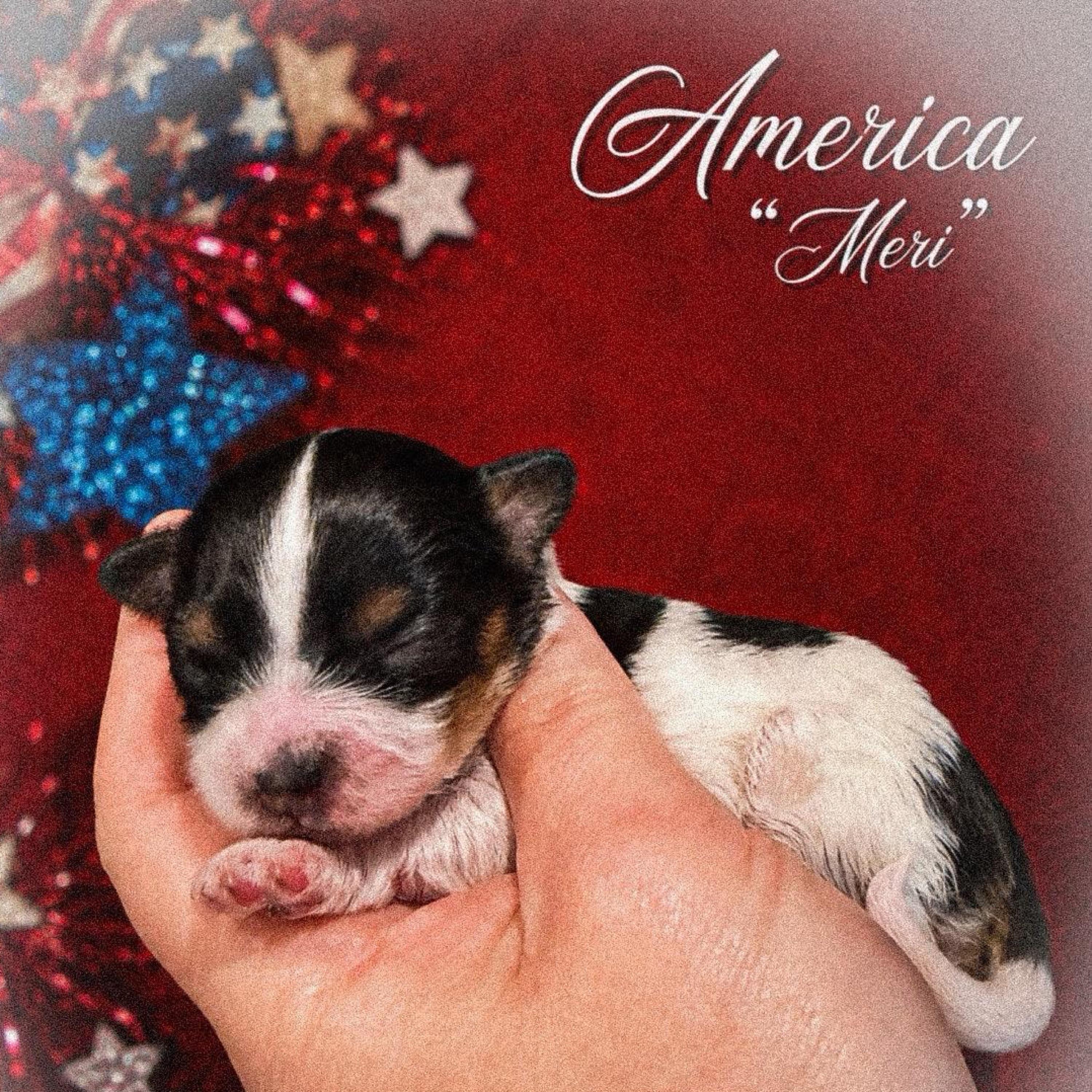 America (Meri) - White black and tan female Papillon puppy in Coatesville, Indiana from Wendy’s Wings