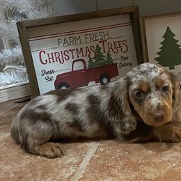 Dachshund Puppies from Lakeview Dachshunds