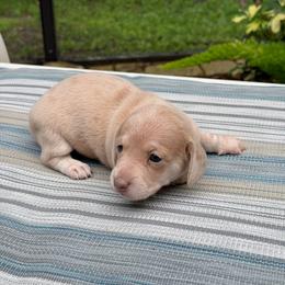 Girl 1 - Dapple female Dachshund puppy in Jacksonville, Florida from Little Lords & Ladies Dachshunds