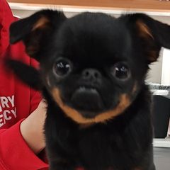 Fakira - Brussels Griffon