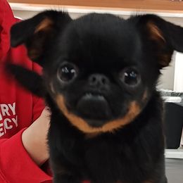 Fakira - Brussels Griffon
