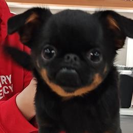 Fakira - Brussels Griffon