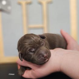 Linus - Chocolate male Labrador Retriever puppy in Macomb, Missouri from Hicks Family Homestead