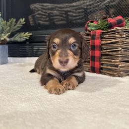Moose - Chocolate and tan male Dachshund puppy in Stilwell, Oklahoma from B & K Dachshunds