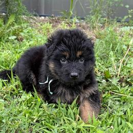 Light blue male - Black and red male German Shepherd puppy in Herrick, South Dakota from Dakota Shepherds Kennels