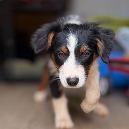 Blue - Black tri-color male Australian Shepherd puppy in Grand Saline, Texas from Murphy Ranch Australian Shepherds