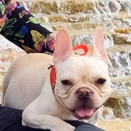 Wiggles - French Bulldog