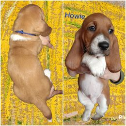 Basset Hound Puppies from Dream Hounds of Michigan