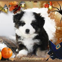 Boy 2 - male Toy Australian Shepherd puppy in Ellsinore, Missouri from Shebang Aussies