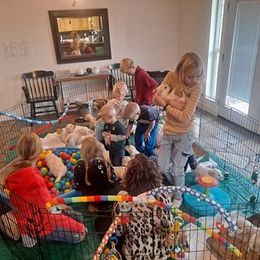 Golden Retriever Puppies from Mountain Sky Goldens