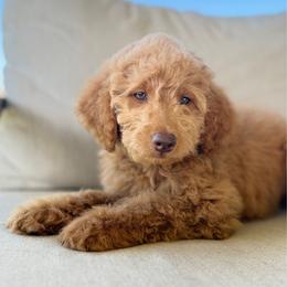 Boy 1 - Apricot male Goldendoodle puppy in Valley Farms, Arizona from Gall’s Doodle Ranch