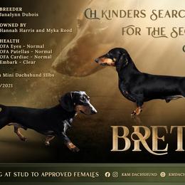 Brett - Dachshund