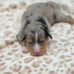 Boy 2 - Blue merle male Miniature Australian Shepherd puppy in Arcadia, Indiana from Sunset Cowgirl Mini Aussies