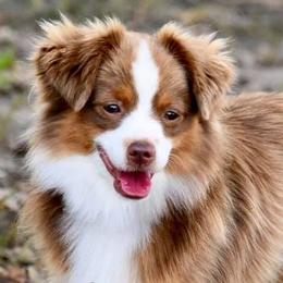 Lambo - Miniature Australian Shepherd
