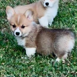Ready to Go Now. Brandy's Sable girl - Sable female Pembroke Welsh Corgi puppy in Rochester, Indiana from Stacy’s Pembroke Welsh Corgis