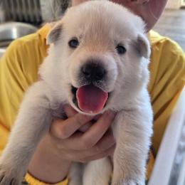 Boy 2 - White male German Shepherd puppy in Tonopah, Nevada from Mercy's White Shepherds