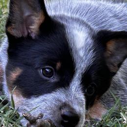 Shiloh - Blue speckled female Australian Cattle Dog puppy in Red Bluff, California from Route 99 Heelers