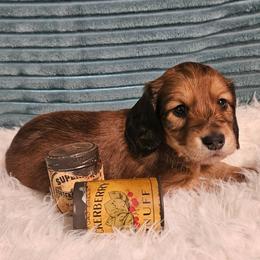 Genrikh - Red male Dachshund puppy in Sylvania, Georgia from Dachshund and Co.