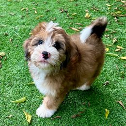 Piaget - Sable female Bernedoodle puppy in Royse City, Texas from Platinum Bernedoodles of Texas