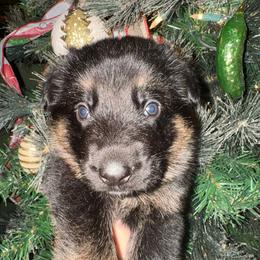 Uvo - Black and red male German Shepherd puppy in Graham, Washington from Wildeflecken Shepherds