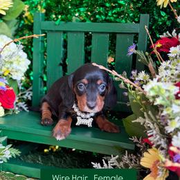 Sarah - Black and tan female Dachshund puppy in Wills Point, Texas from Duck Creek Farm