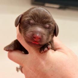 Tony - Chocolate and tan male Dachshund puppy in Hialeah, Florida from Slinky Doxie 305