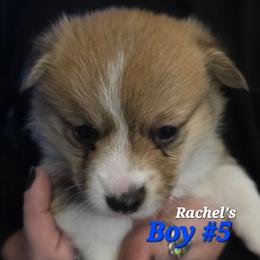 Puppy 5 - Red male Pembroke Welsh Corgi puppy in Buffalo, Wyoming from Diamond K Corgis