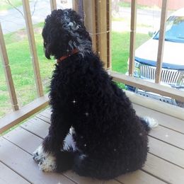 Bernedoodles from Snuggle Bug Doodles