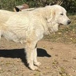 Iris - Great Pyrenees