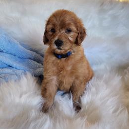 Mr Blue - Apricot male Goldendoodle puppy in Cumming, Georgia from Chattahoochee Kennels