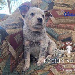 Charlie Brown - Blue male Australian Cattle Dog puppy in Silsbee, Texas from Rockin ND Ranch