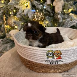 Jolene - Chocolate female Shih Tzu puppy in Walkertown, North Carolina from Lil’ Bit’s Shih Tzu