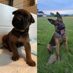 Jericho (black) sold - male Belgian Malinois puppy in Dewy Rose, Georgia from Rolling G Kennels