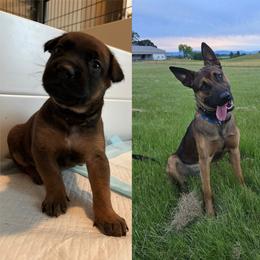 Jericho (black) sold - male Belgian Malinois puppy in Dewy Rose, Georgia from Rolling G Kennels