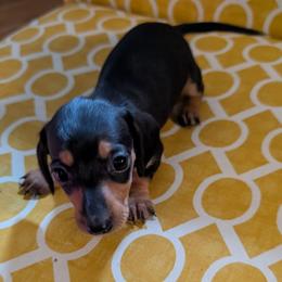 Girl 1 - Black and tan female Dachshund puppy in Wortham, Texas from Amber's Mini Weenies