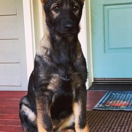 German Shepherds from Von Haus Degurechaff