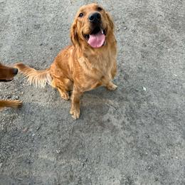 Jojo - Dark golden female Golden Retriever puppy in Spanaway, Washington from 11 Oaks Kennels