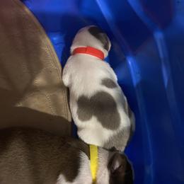 Boy red - Lilac male Boston Terrier puppy in Taylorsville, North Carolina from Jessica's Boston Terriers