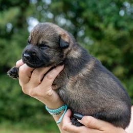 Pink - Sable female German Shepherd puppy in Hammond, Louisiana from Von LaMarca German Shepherds