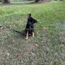 Red and black collar (soon to be a different collar, so color may change) - Black and red male German Shepherd puppy in Atlanta, Texas from Riverfarm K-9s
