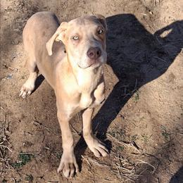 Lilac Brindle Merle Female 2 - Merle female Great Dane puppy in Cunningham, Kansas from Garden Grove Great Danes